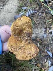 Paxillus cuprinus