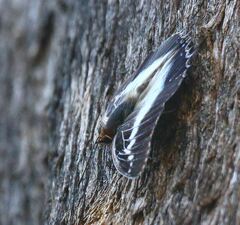 Charaxes andara