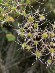 Clematis peterae lishanensis