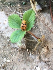 Epilachna tredecimnotata