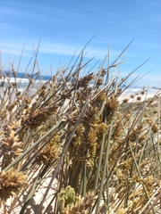 Cladoraphis cyperoides