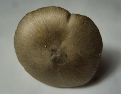Volvariella murinella