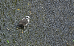 Cinclus leucocephalus