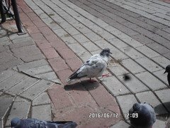 Columba livia domestica