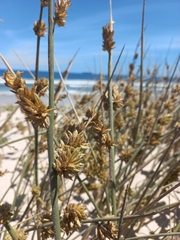 Cladoraphis cyperoides