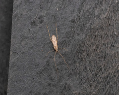 Amphineurus