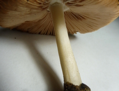 Volvariella murinella