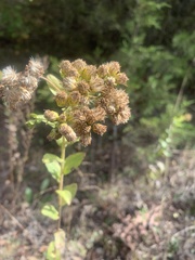Solidago radula
