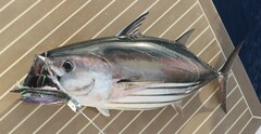 Katsuwonus pelamis