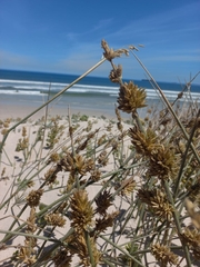 Cladoraphis cyperoides