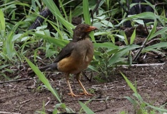 Turdus