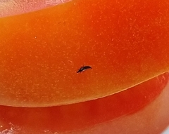 Klambothrips myopori