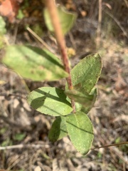 Solidago radula