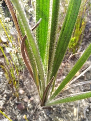 Corymbium villosum