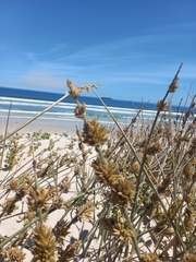 Cladoraphis cyperoides