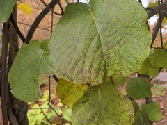 Actinidia chinensis