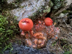 Calostoma cinnabarinum