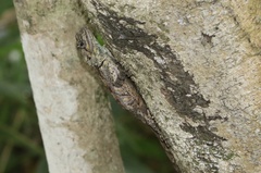 Acanthocercus atricollis