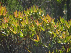Leucadendron