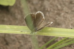 Actizera lucida