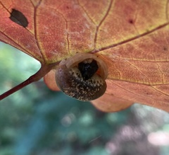 Mastophora phrynosoma