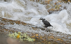 Cinclus leucocephalus