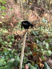 Coprinus comatus