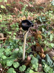 Coprinus comatus