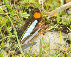 Adelpha thessalia