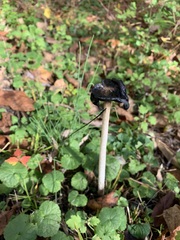 Coprinus comatus