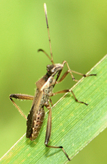 Alydus pilosulus