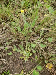 Helichrysum arenarium