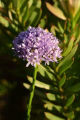 Pseudoselago serrata