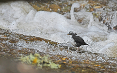 Cinclus leucocephalus