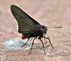 Pyrrhopygopsis socrates