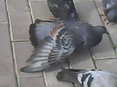 Columba livia domestica