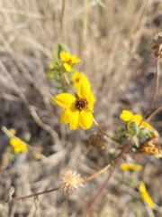 Helianthus exilis