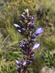 Aristea capitata
