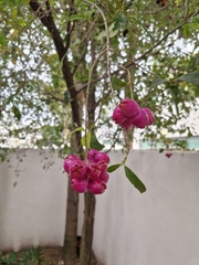 Syzygium paniculatum