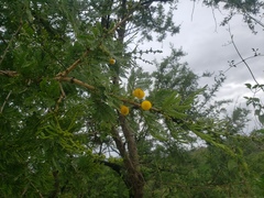 Vachellia xanthophloea