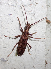 Blosyropus spinosus