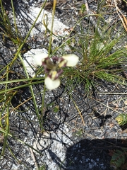 Moraea lurida