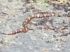 Agkistrodon laticinctus