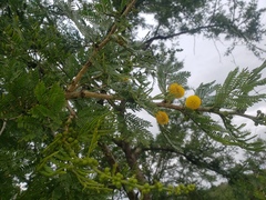 Vachellia xanthophloea
