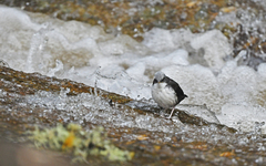 Cinclus leucocephalus