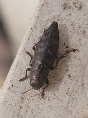 Dicerca lurida