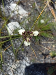 Moraea lurida