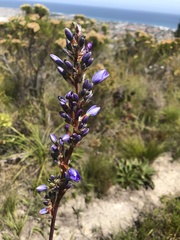 Aristea capitata