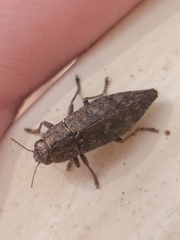 Dicerca lurida