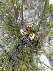 Moraea lurida